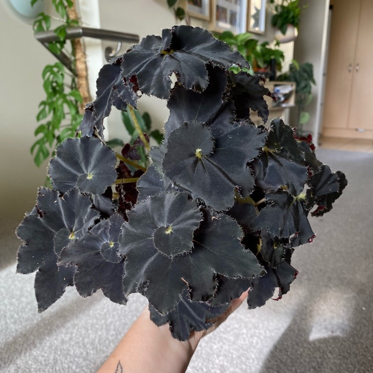plant image 1498437 plant image 1498437