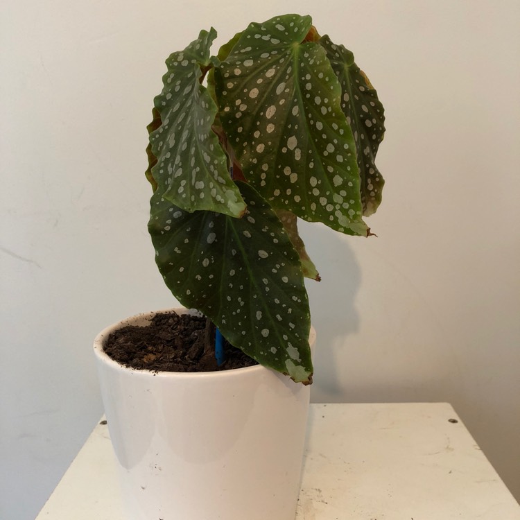 plant image 811660