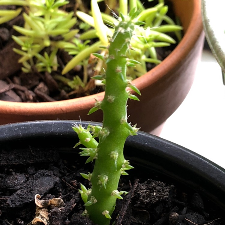 plant image 811701 plant image 811701