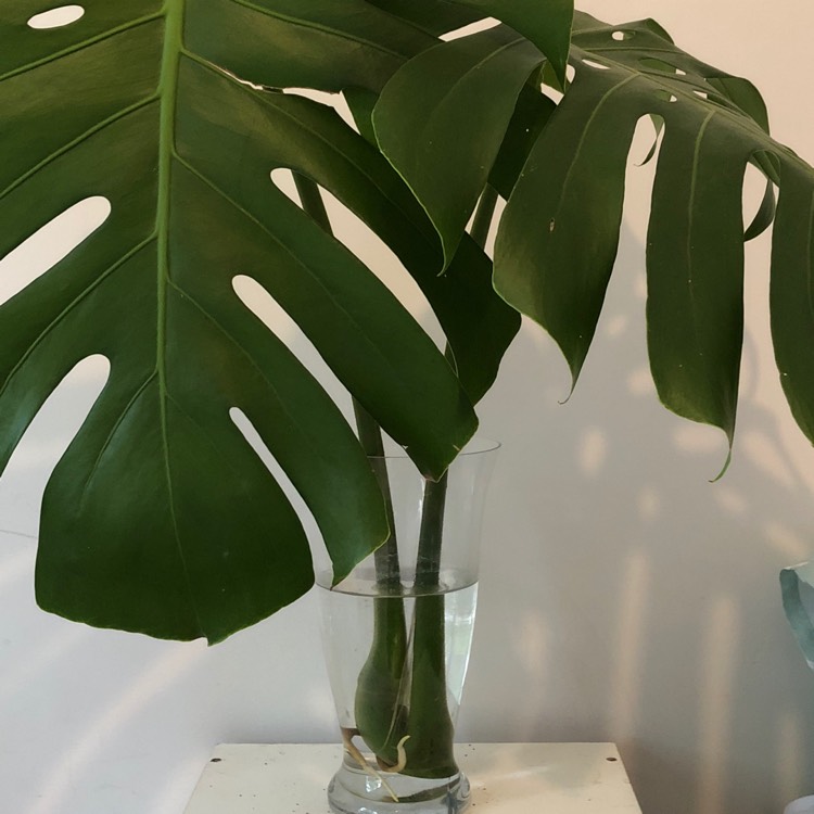 plant image 811715 plant image 811715