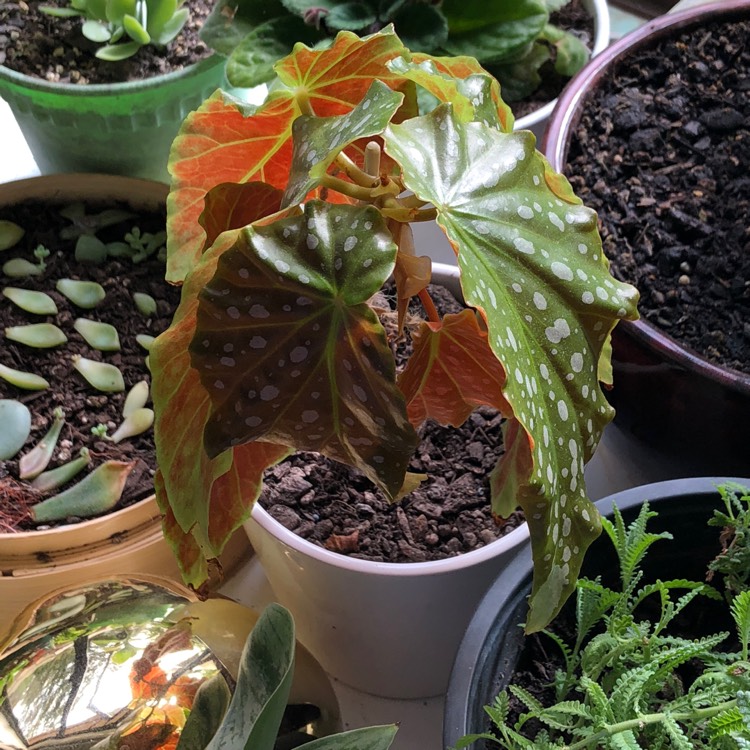 plant image 831932