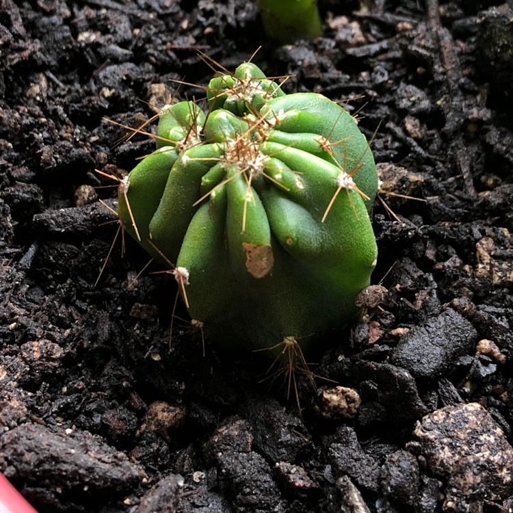 plant image 851645 plant image 851645
