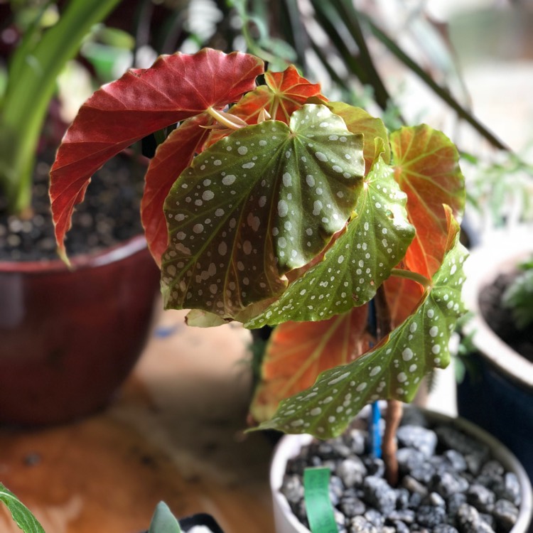 plant image 866725
