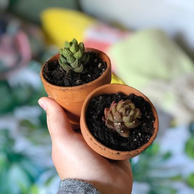 Haworthiopsis coarctata var. adelaidensis syn. Haworthia coarctata var. adelaidensis