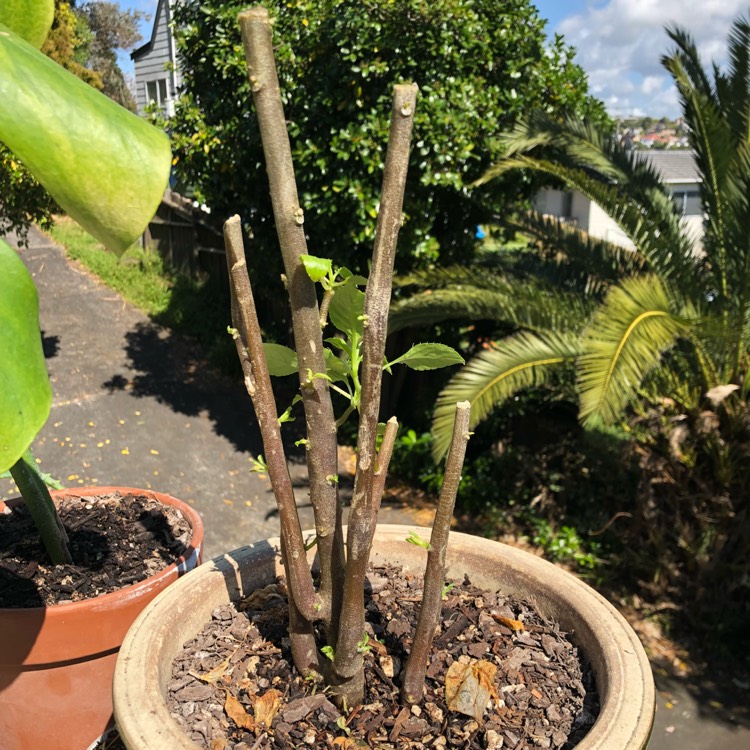 plant image 872647