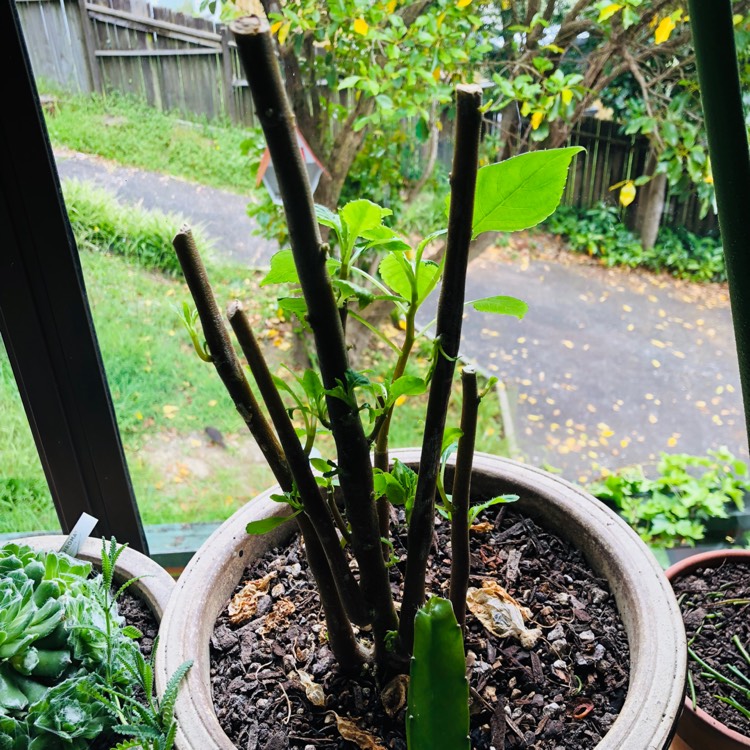 plant image 878253