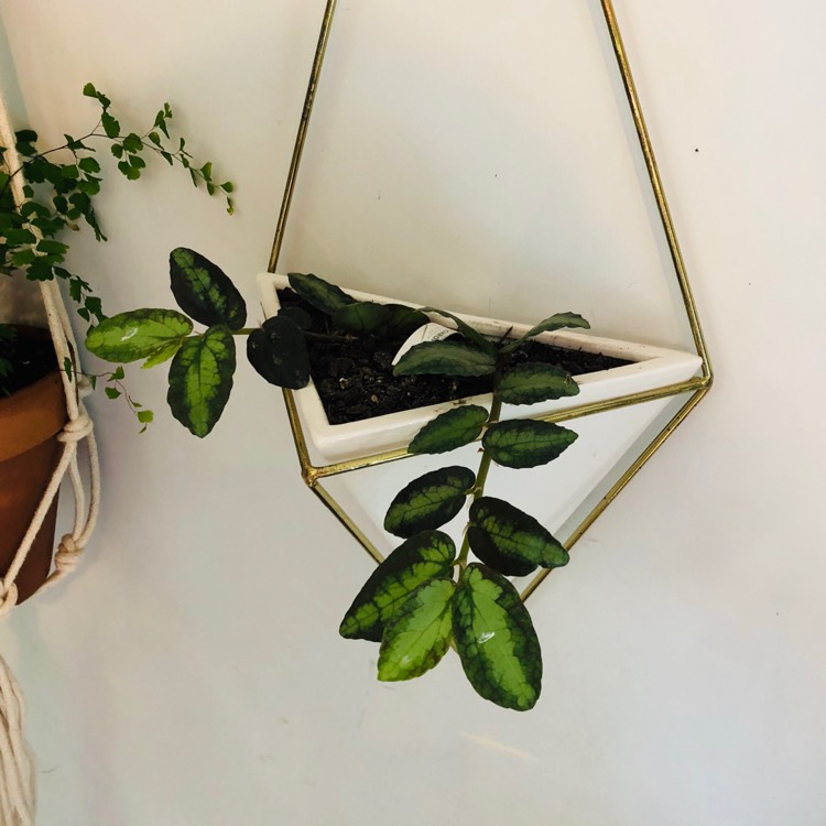plant image 885654 plant image 885654