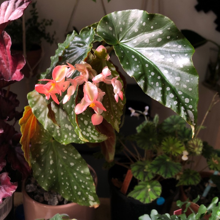 plant image 895645