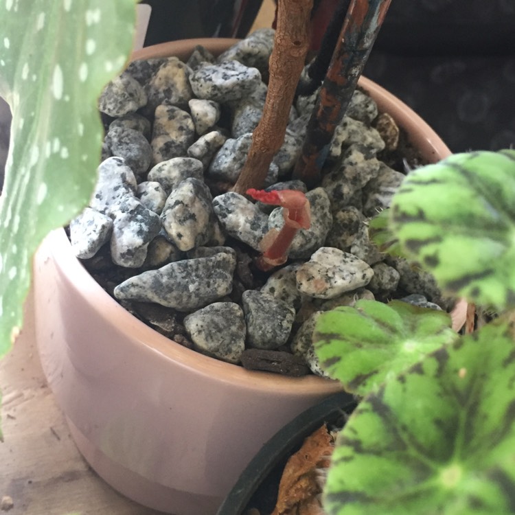 plant image 899168
