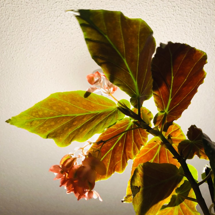 plant image 901963