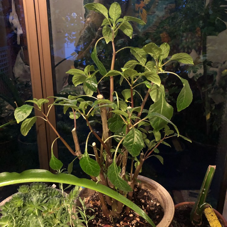 plant image 901975
