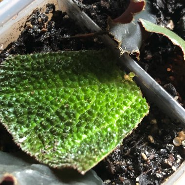 Begonia Glaziovii