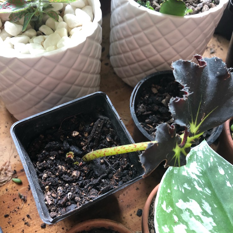 Plant image Begonia 'Black Fang'