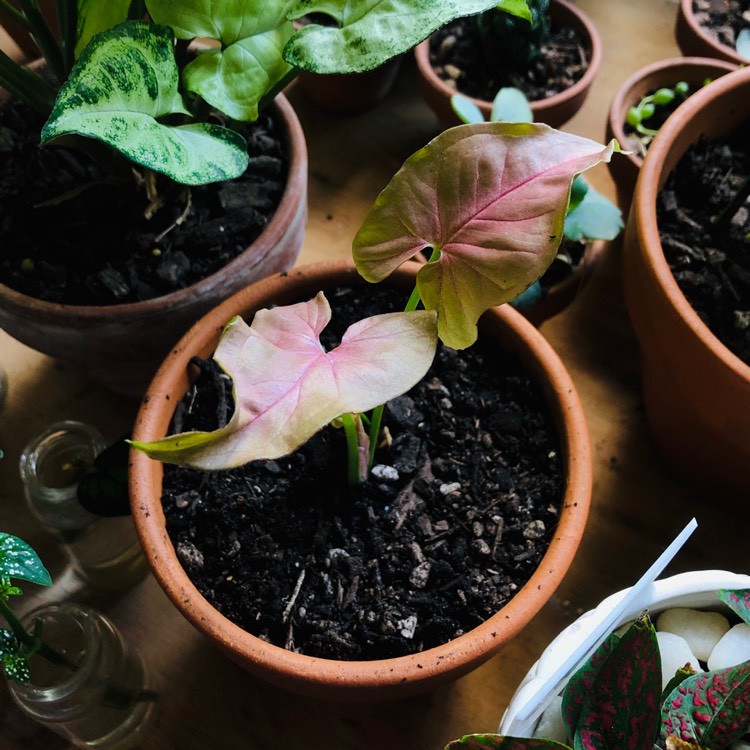Plant image Syngonium 'Strawberry'