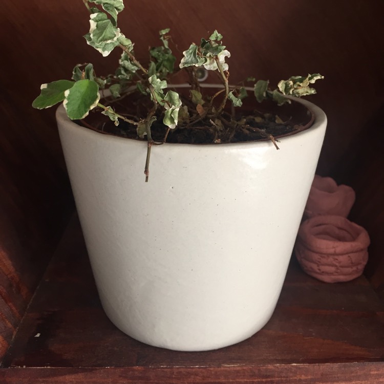 Plant image Ficus Pumila 'White Sunny'