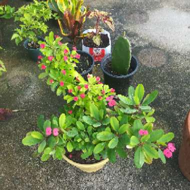 Euphorbia milii