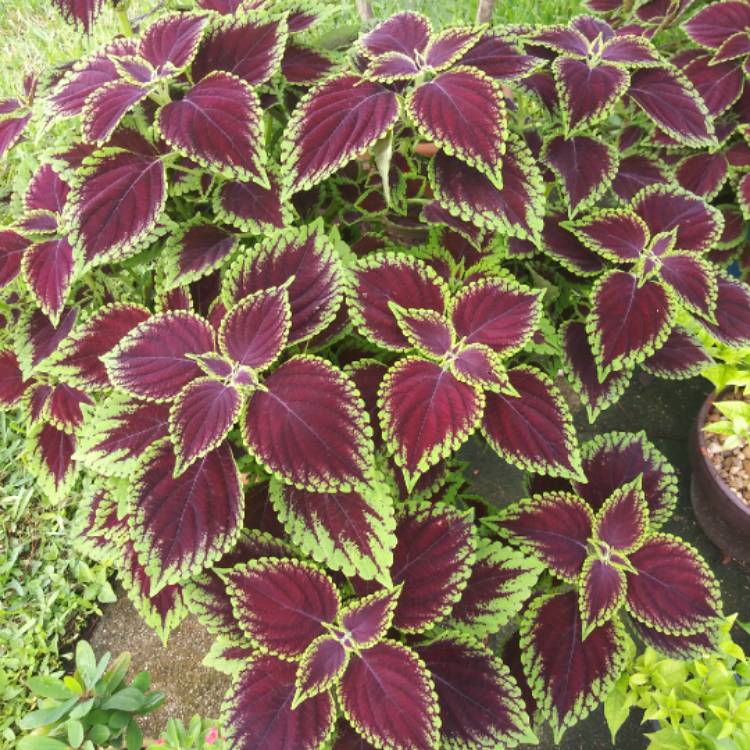 plant image 1402075 plant image 1402075