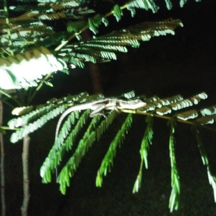 plant image 1411683