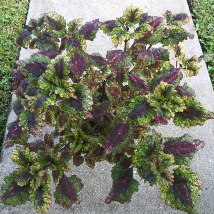 plant image 1412958 plant image 1412958
