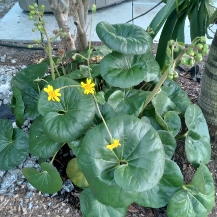 plant image 1422769