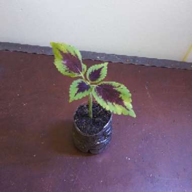 Solenostemon scutellarioides  syn. Plectranthus scutellarioides, Coleus scutellarioides, Coleus blumei