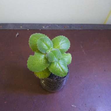 Coleus amboinicus  syn. Plectranthus amboinicus