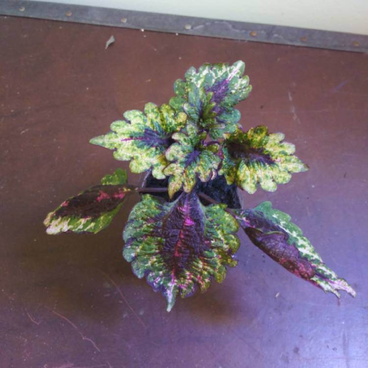 plant image 1423373 plant image 1423373
