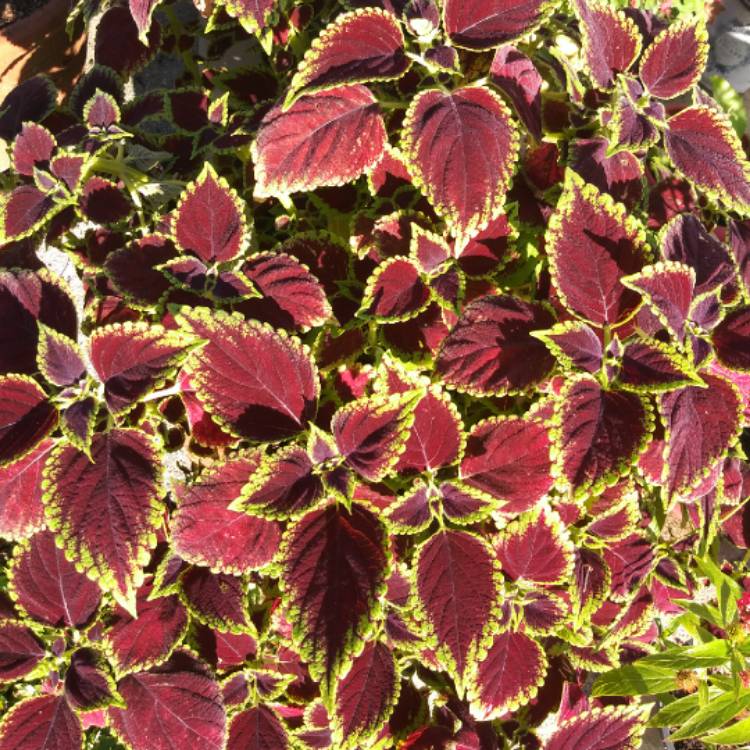 plant image 1426482 plant image 1426482