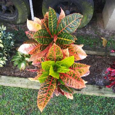 Codiaeum variegatum