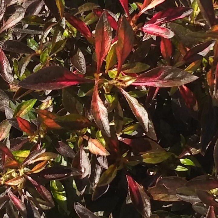 Plant image Alternanthera