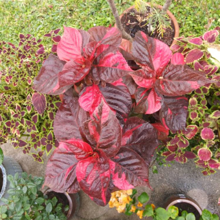 plant image 1432254 plant image 1432254