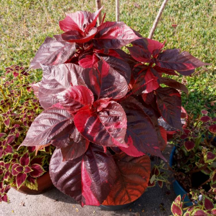plant image 1433529 plant image 1433529