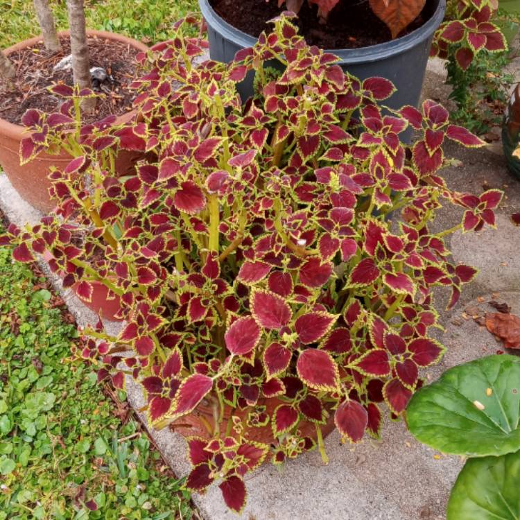 plant image 1434770 plant image 1434770