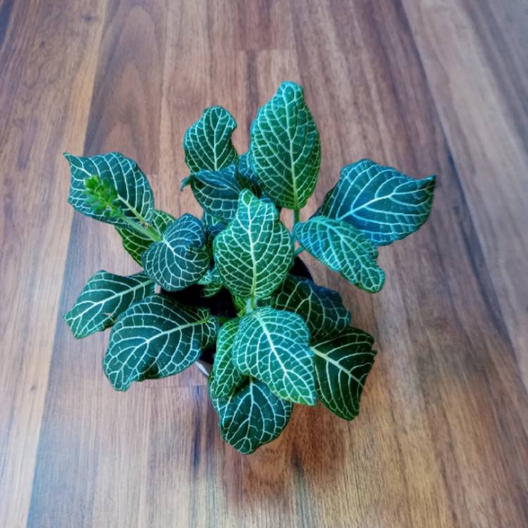 Plant image Fittonia argyroneura 'White Anne'