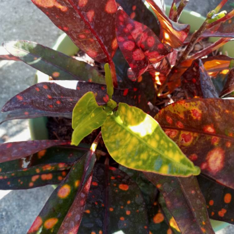 plant image 1436540 plant image 1436540