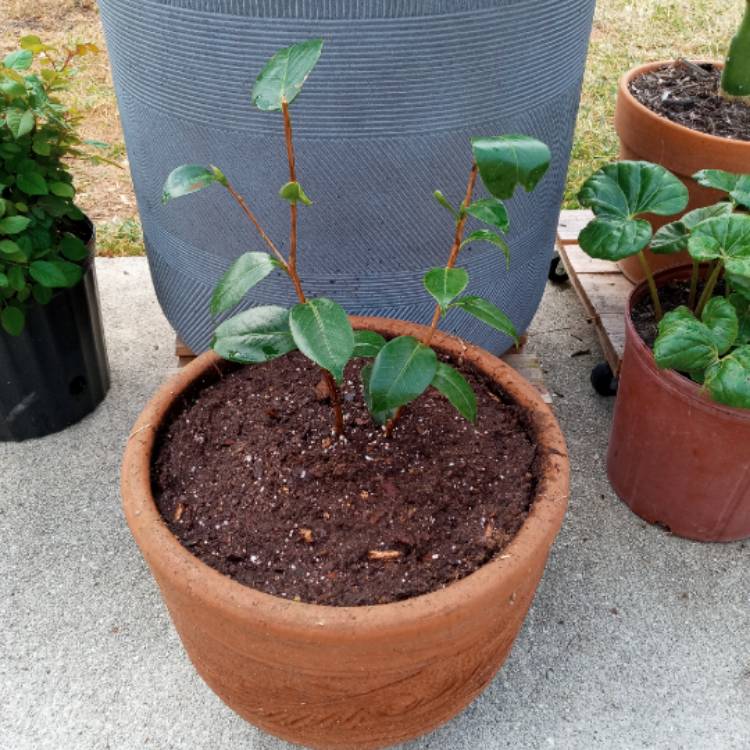 Plant image Camellia japonica 'April Dawn'