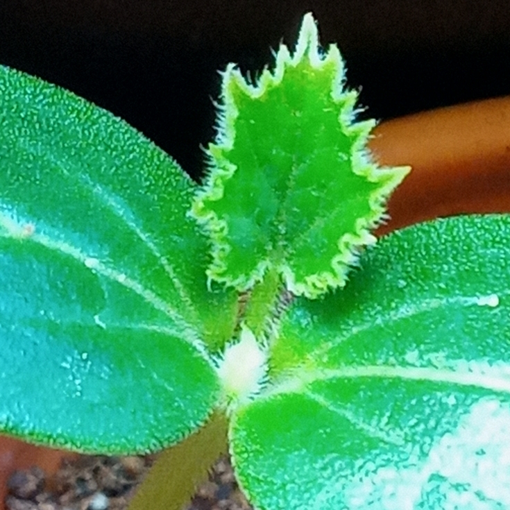 Plant image Cucumis Sativus 'Marketmore'