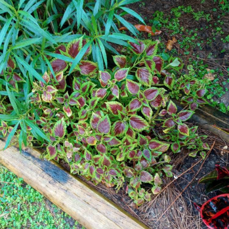 plant image 1444157 plant image 1444157