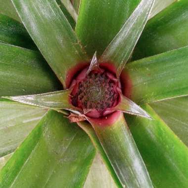 Ananas comosus