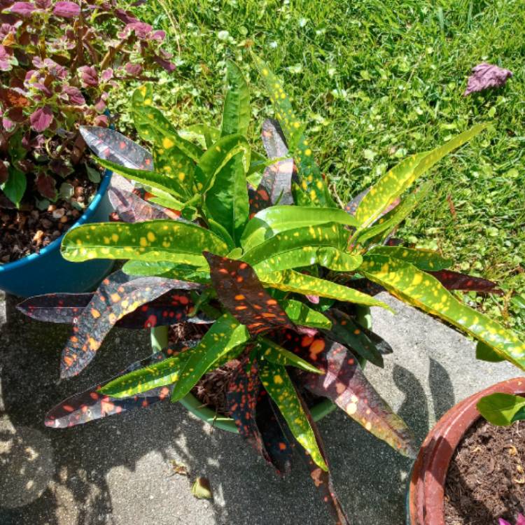 plant image 1447069 plant image 1447069