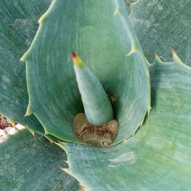 Agave Americana