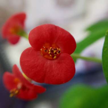 Euphorbia milii