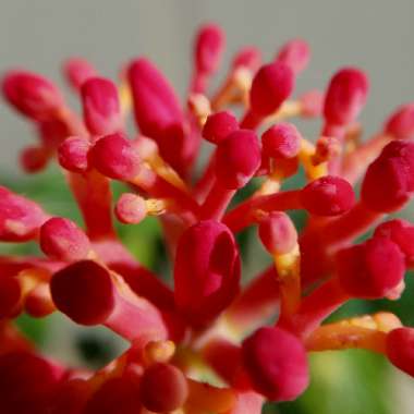 Jatropha multifida