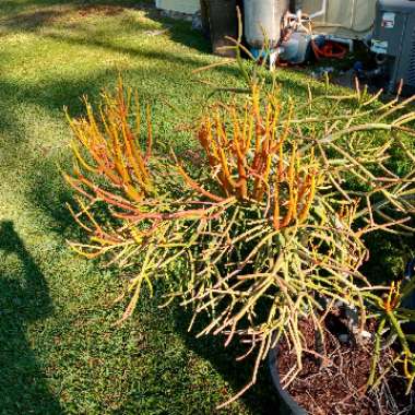 Euphorbia tirucalli