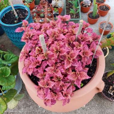 Solenostemon scutellarioides  syn. Plectranthus scutellarioides, Coleus scutellarioides, Coleus blumei
