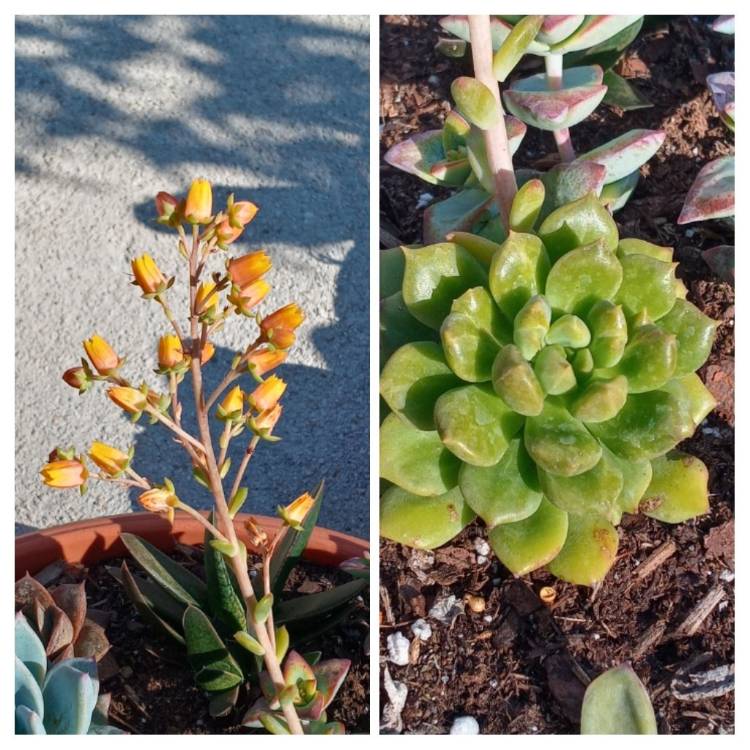 plant image 1455934