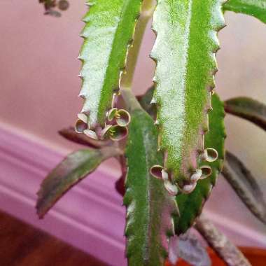 Bryophyllum Delagoense
