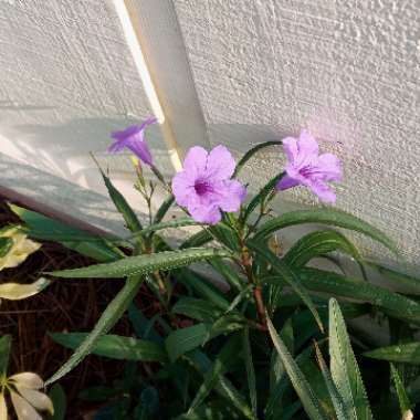 Ruellia simplex