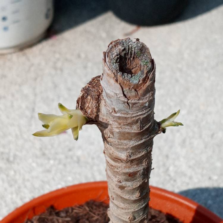 Plant image Dracaena Fragrans