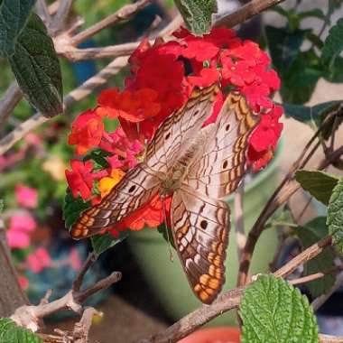 Lantana undulata